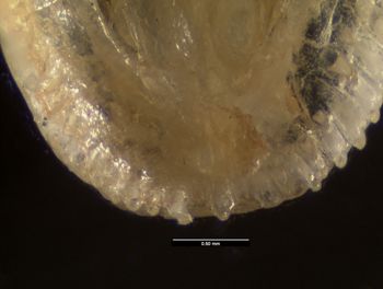 Media type: image;   Herpetology R-59245